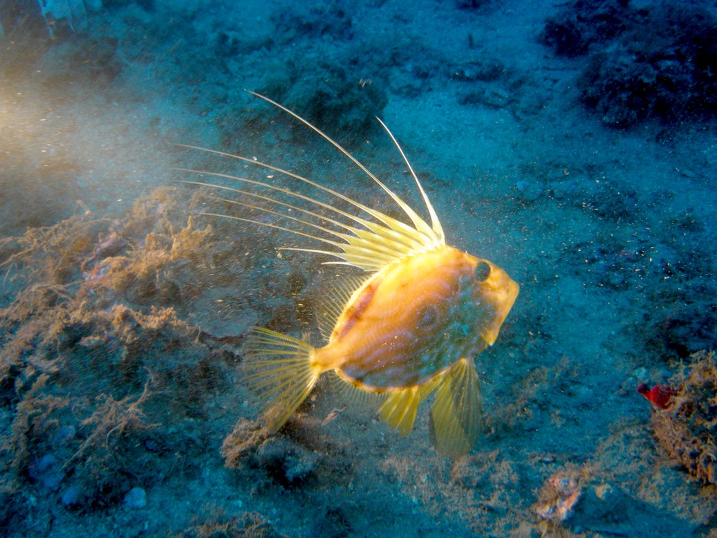 Zeus faber (Pesce San Pietro)